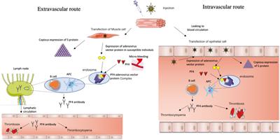 Potential Anionic Substances Binding to Platelet Factor 4 in Vaccine-Induced Thrombotic Thrombocytopenia of ChAdOx1-S Vaccine for SARS-CoV-2